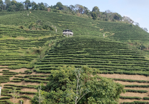 河源紫金300亩绿茶